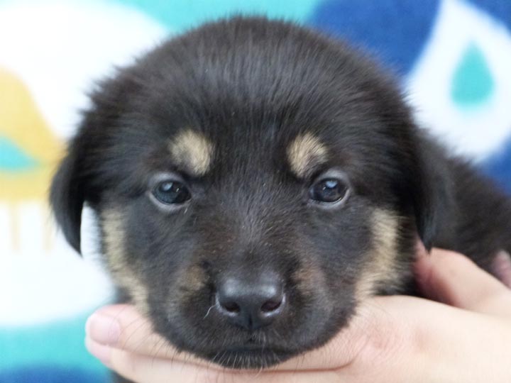 chinook puppy